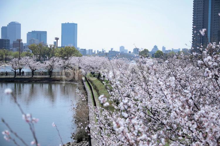 大阪城公園の桜 桜,大阪城公園,自然の写真素材