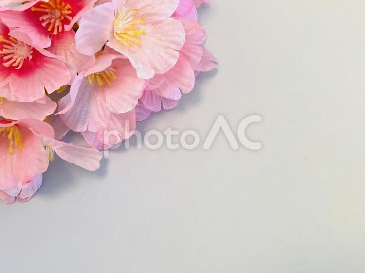 桜の花（グラデーション背景） 桜,開花,春の写真素材