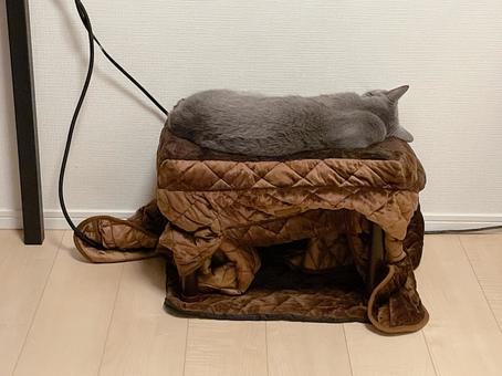 猫用炬燵で伸びるロシアンブルー ロシアンブルー,猫,炬燵の写真素材