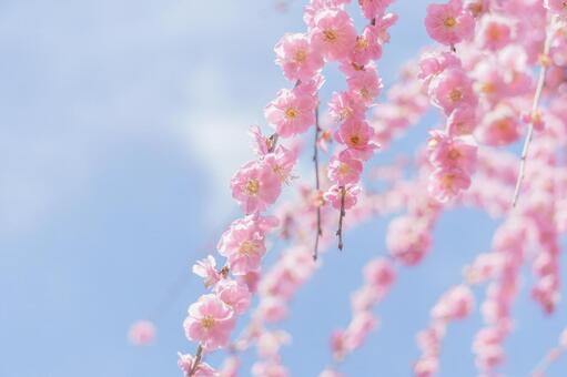 ピンクのしだれ梅と早春の空 梅,ピンク,早春の写真素材