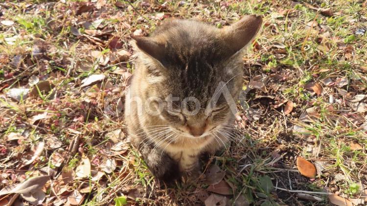姿勢正しく日向ぼっこに励むモフモフな猫様 猫,キジトラ,毛並の写真素材