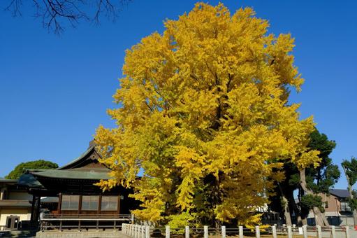 千本公孫樹 黄葉,銀杏,大銀杏の写真素材
