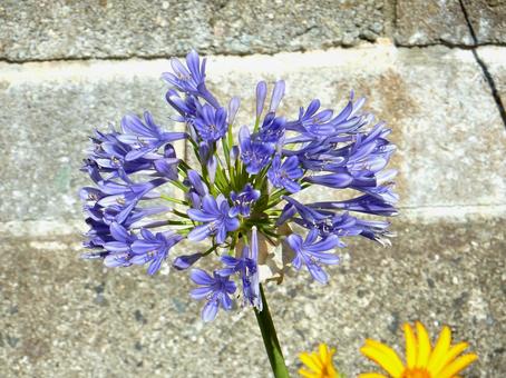 Photo, agapanthus, purple clam, blue, 