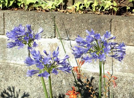 Photo, agapanthus, purple clam, blue, 