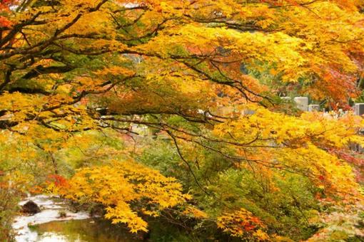 川沿いの黄葉風景 川沿いの黄葉風景 黄葉,紅葉,もみじの写真素材