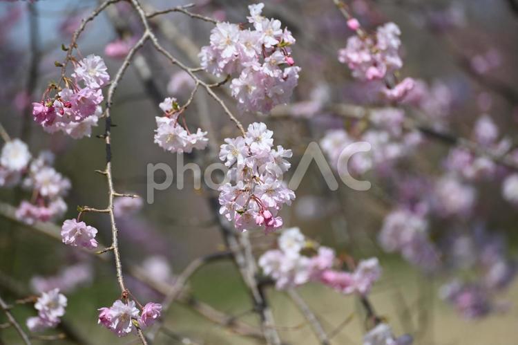 枝垂桜を近くからアップで！ サクラ,接写,ピンクの写真素材