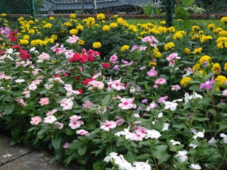 咲き誇る花 咲き誇る花の写真
