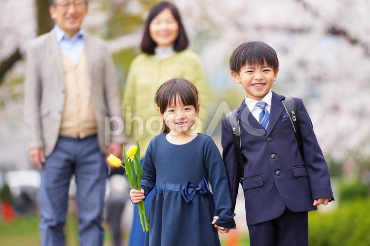 桜の前で手を繋ぐ兄妹と祖父母 男の子,女の子,兄妹の写真素材