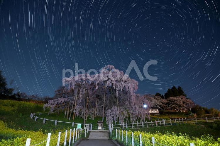 滝桜と星の軌跡 滝桜,北極星,星の軌跡の写真素材