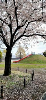 Photo, landscape, sakura, cherry blossoms, 