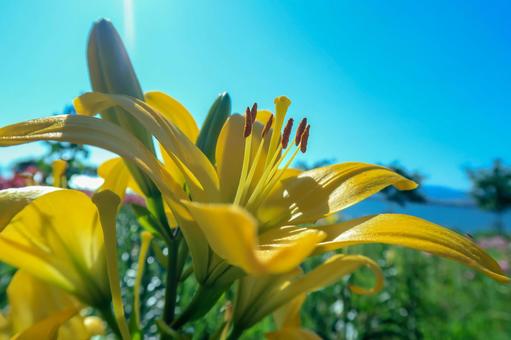 Photo, lily, lily park, full bloom, 
