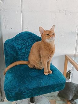猫_2 猫_2 猫,ねこ,動物の写真素材