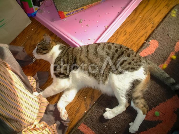 散らかった場所で猫が横になっている。 猫,ペット,飼い猫の写真素材