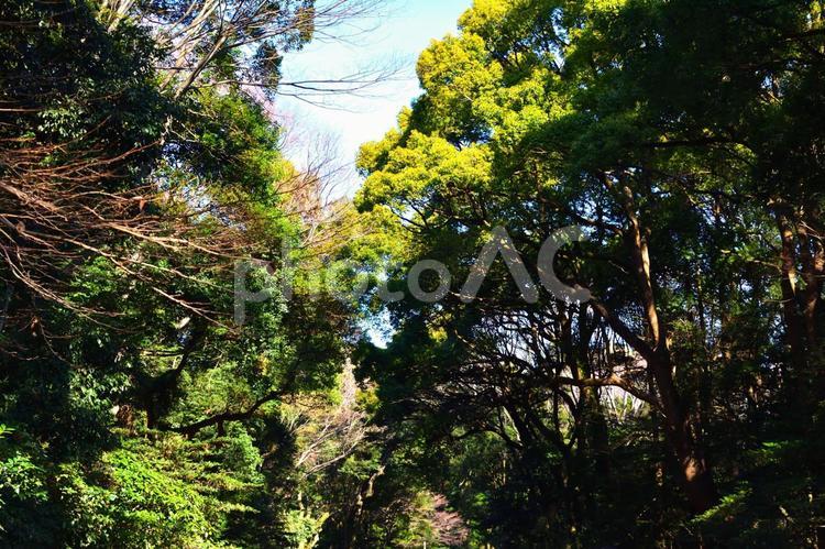 生い茂る木と青空 木と青空,青空,空の写真素材