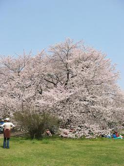 さくら 桜,春,きれいの写真素材