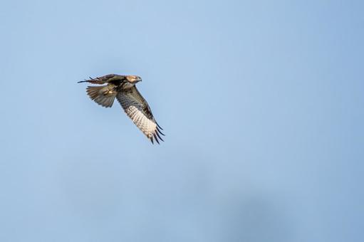 ノスリ⒁の写真