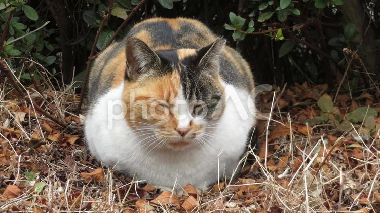 もふもふで丸々としている可愛い眠り猫 三毛猫,猫,太っているの写真素材