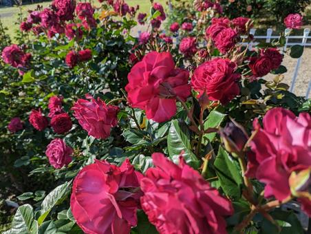 バラの花の写真