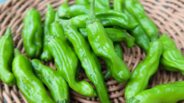 ししとう ししとうの写真