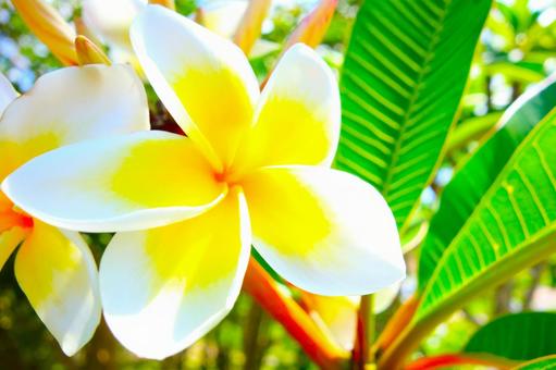 プルメリア 22の写真