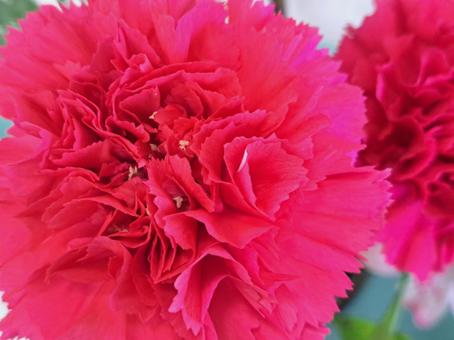 カーネーション1 自然,まんかい,カーネーションの写真素材