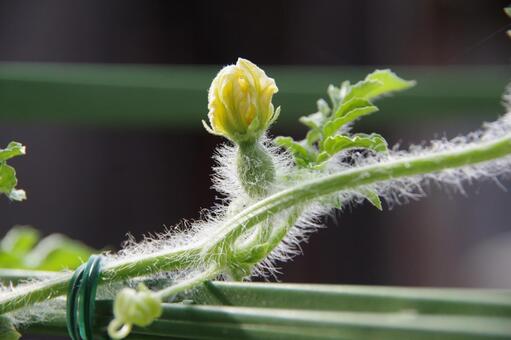 スイカの花 スイカ,小玉スイカ,家庭菜園の写真素材