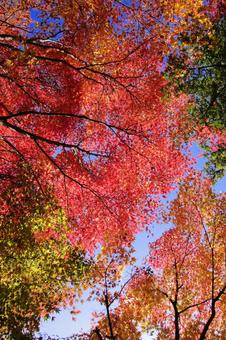 Looking up at maple-4, JPG Looking up at maple-4, JPG