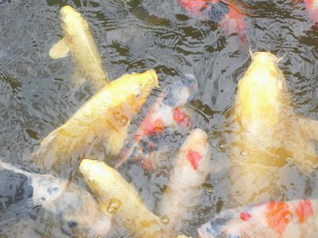 池の中の錦鯉_18 池の中の錦鯉_18 錦鯉,黄金,模様の写真素材