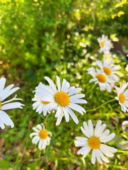 Photo, margaret, flower, white, 