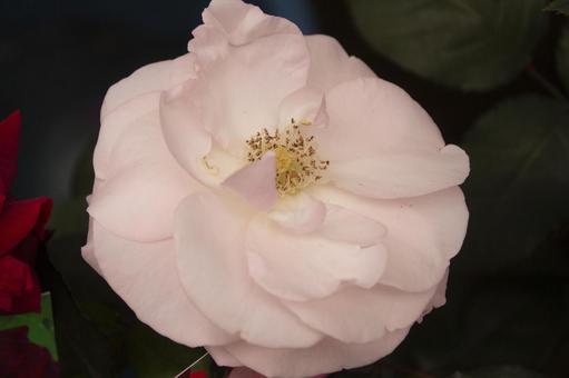 薔薇 ノスタルジー 薔薇 ノスタルジーの写真