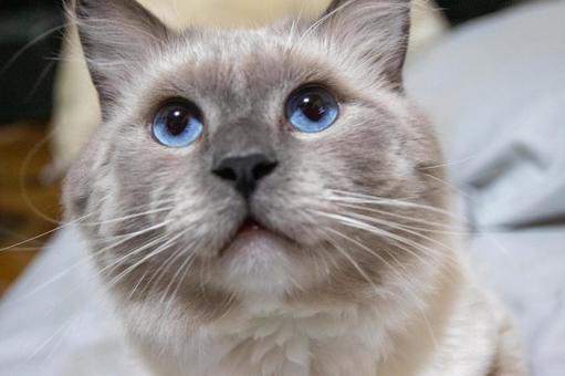 見上げる猫 見上げる猫の写真