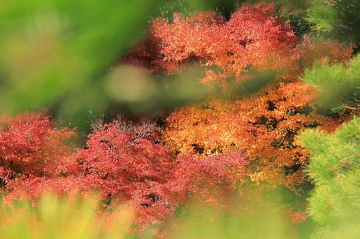 小枝の間から見た秋-4 秋,紅葉,秋景色の写真素材