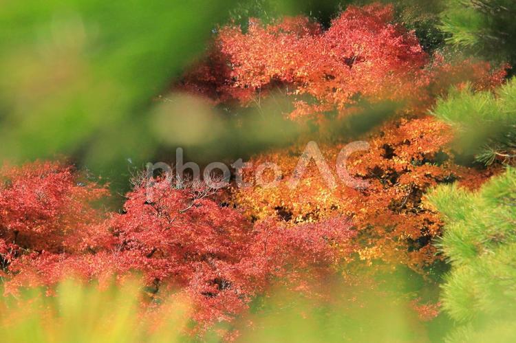 小枝の間から見た秋-4 秋,紅葉,秋景色の写真素材
