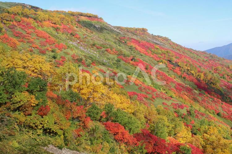銀泉台の紅葉2017 銀泉台,赤岳,紅葉の写真素材