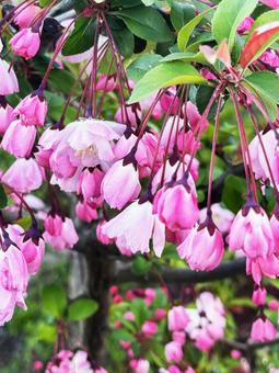 ピンクの花 ピンクの花の写真