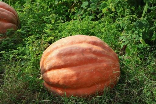 オレンジ色のハロウィンかぼちゃのアップ オレンジ色のハロウィンかぼちゃのアップ オレンジ色,ハロウィンかぼちゃ,アップの写真素材