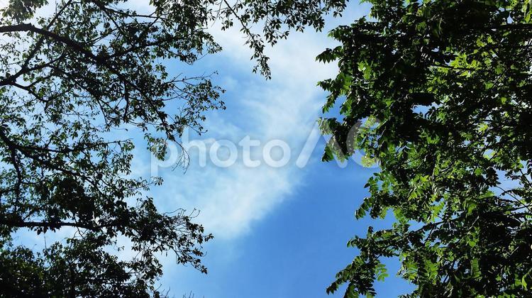 空と雲と木 空,雲,木々の写真素材