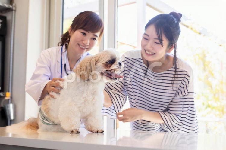 獣医さんと飼い主 動物病院,ペットクリニック,犬の写真素材