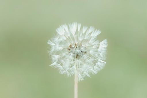 たんぽぽの綿毛（淡い背景）００２ タンポポ,綿毛,緑の写真素材