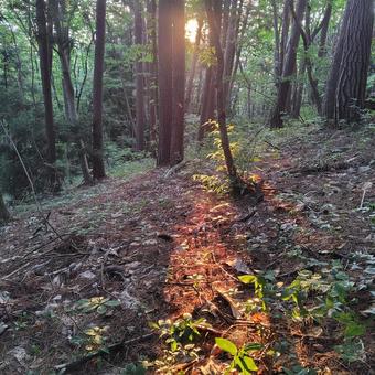 夕日が差す登山道 夕日が差す登山道 夕日,陽光,太陽の写真素材