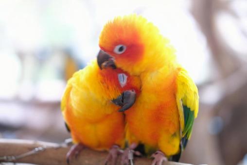 ボタンインコのカップル 鳥,オウム,インコの写真素材