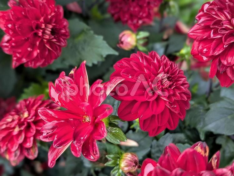 雨上がりに見る真紅のダリア 植物,ダリア,かわいいの写真素材