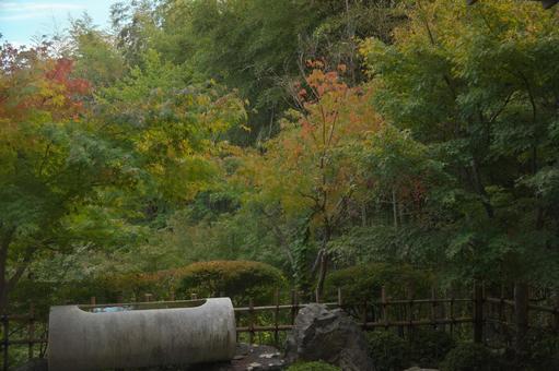 日本庭園のモミジ 植物,もみじ,秋の写真素材