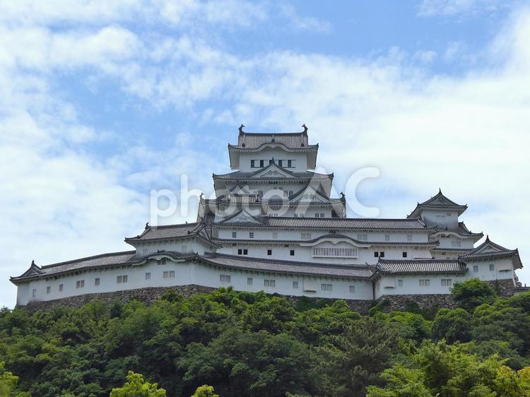 北の方角から仰ぎ見る世界遺産の姫路城天守 姫路城,世界遺産,世界文化遺産の写真素材