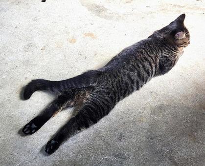 のびーる猫 のびーる猫 猫,ねこ,子猫の写真素材