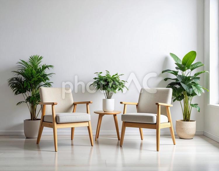 白い室内の椅子と観葉植物 観葉植物,植物,椅子の写真素材