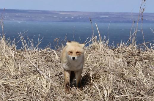 キタキツネ きつね,きたきつね,北海道の写真素材