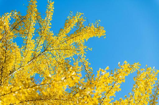 鮮やかに紅葉した銀杏と爽やかな青空 紅葉,銀杏,青空の写真素材