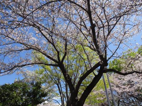 Photo, april, cherry blossoms, petal, 