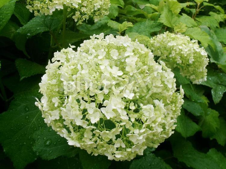 雨と紫陽花 紫陽花,アジサイ,雨の写真素材